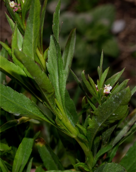 piantina a fiorellini microscopici - Lepidium virginicum